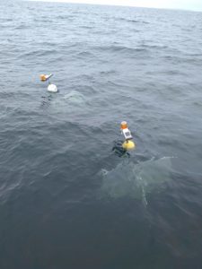 buoys