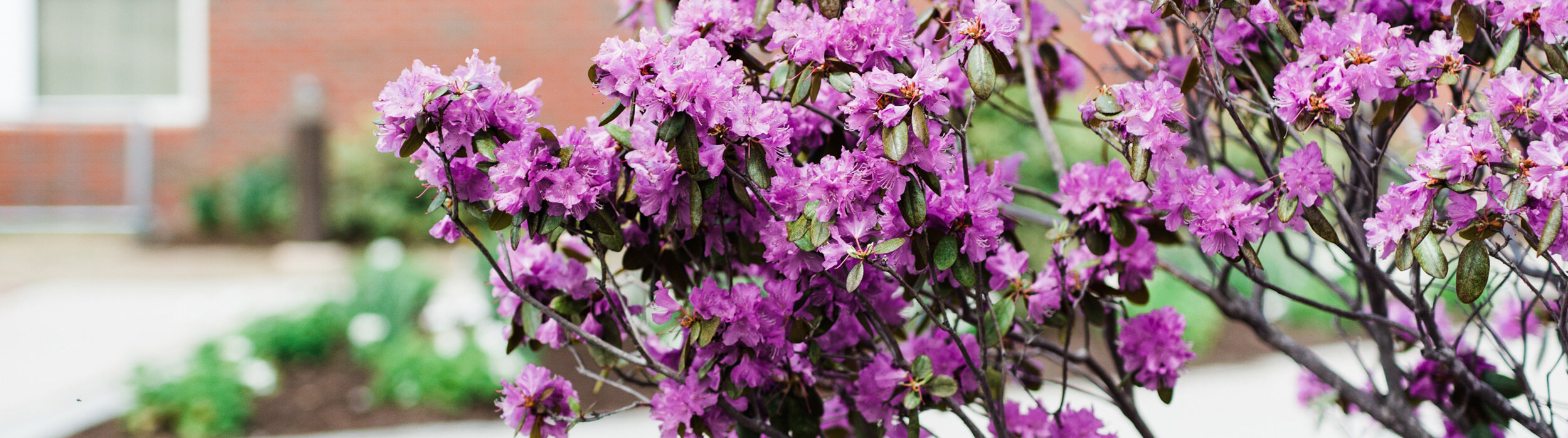 azaleas