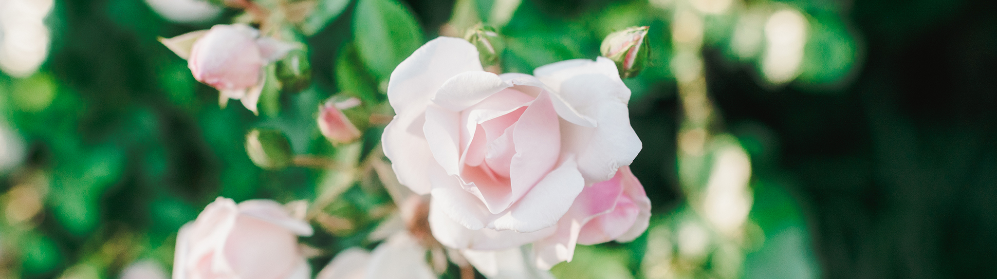 pink rose, Xavier Hall